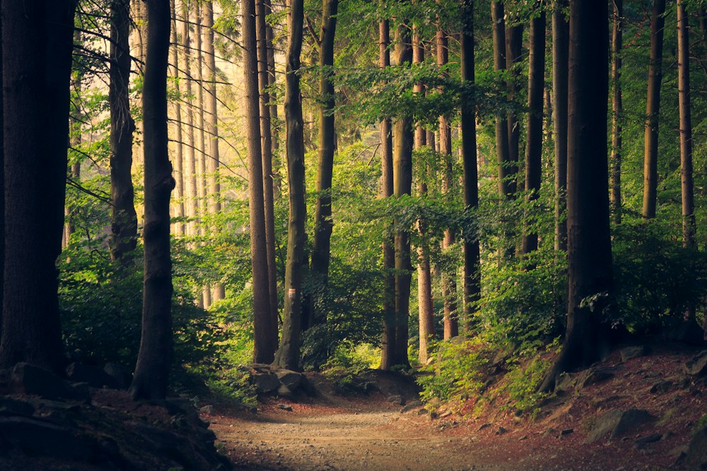 Stimmungsbild eines sonnenbeschienenen Waldweges